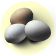 Eggs